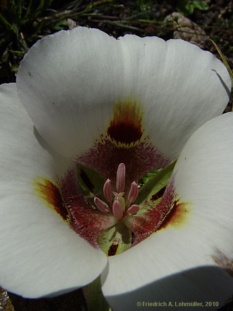 Calochortus albus