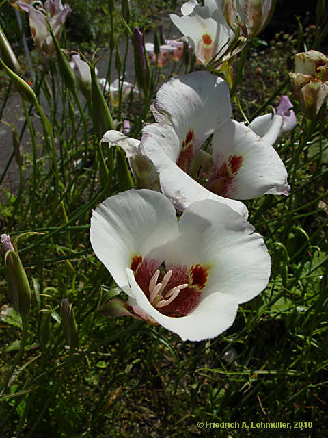 Calochortus albus