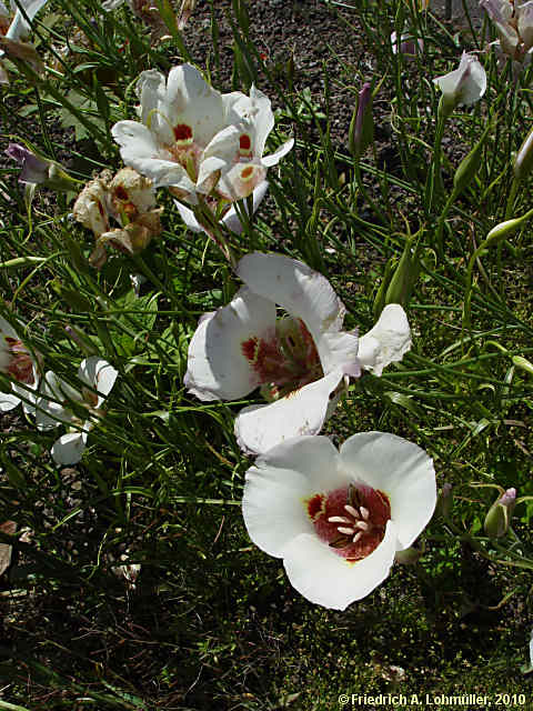 Calochortus albus