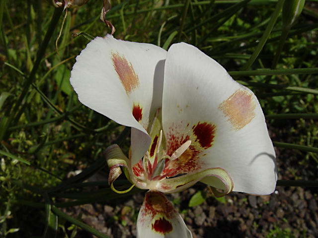 Calochortus albus