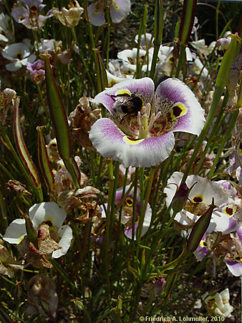 Calochortus albus