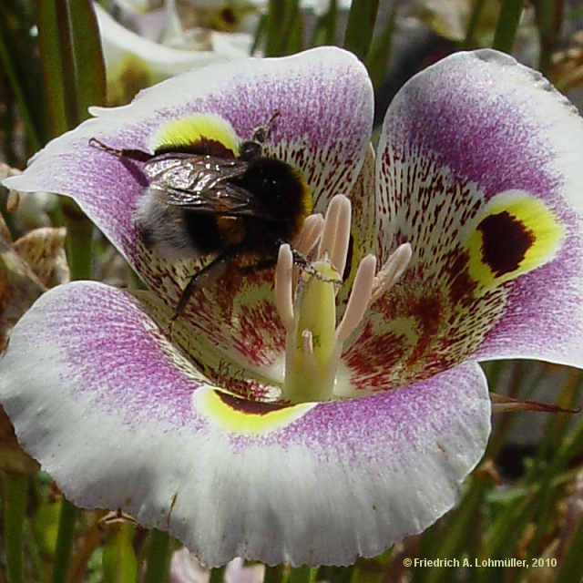 Calochortus albus