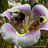 Calochortus superbus