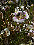 Calochortus superbus