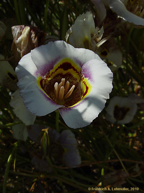 Calochortus albus