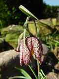 Fritillaria meleagris