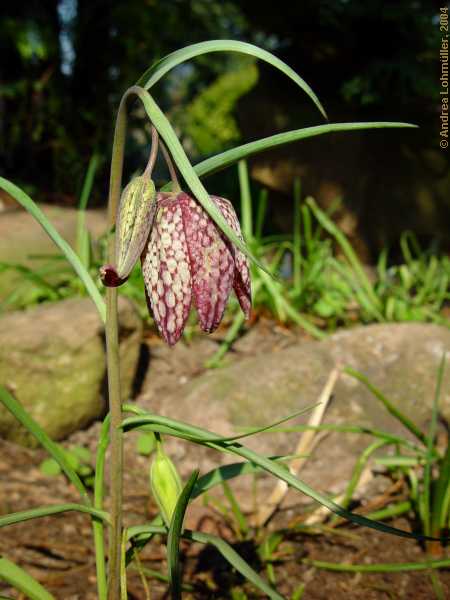 Fritillaria meleagris