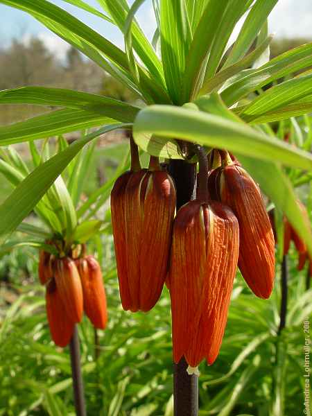 Fritillaria imperialis