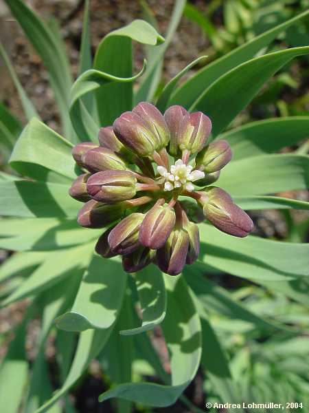 Fritillaria persica