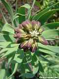 Fritillaria persica