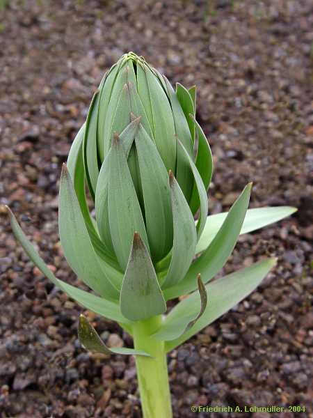 Fritillaria persica