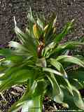 Fritillaria imperialis