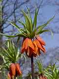 Fritillaria