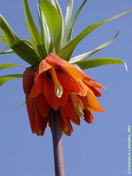 Fritillaria imperialis