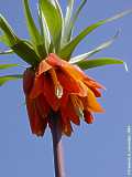 Fritillaria imperialis