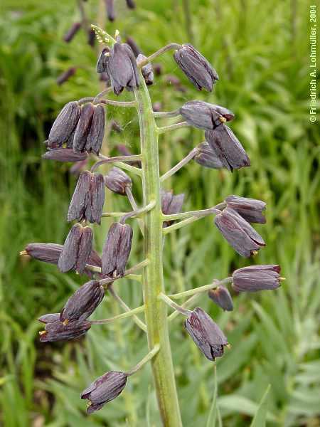 Fritillaria persica