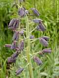 Fritillaria persica