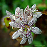 Tricyrtis hirta