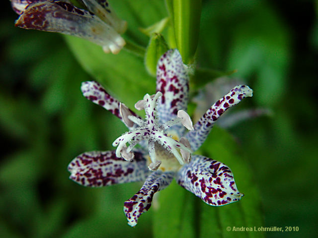 Tricyrtis hirta