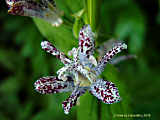 Tricyrtis hirta