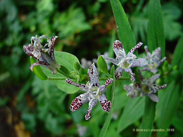 Tricyrtis hirta