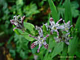 Tricyrtis hirta