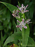 Tricyrtis hirta