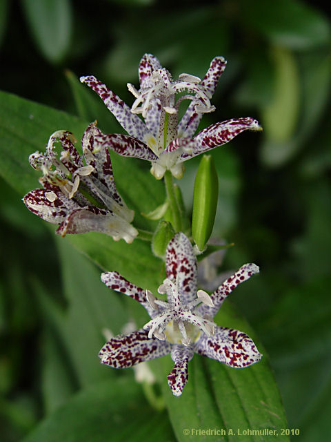 Tricyrtis hirta