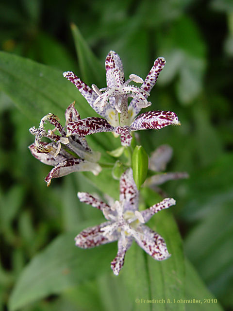 Tricyrtis hirta