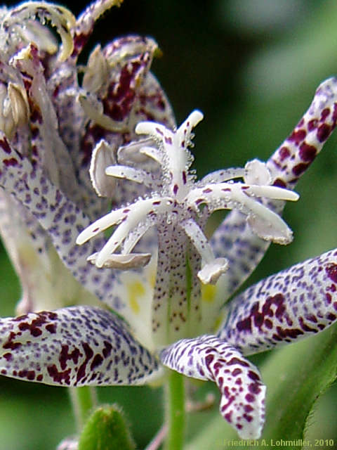 Tricyrtis hirta