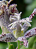 Tricyrtis hirta