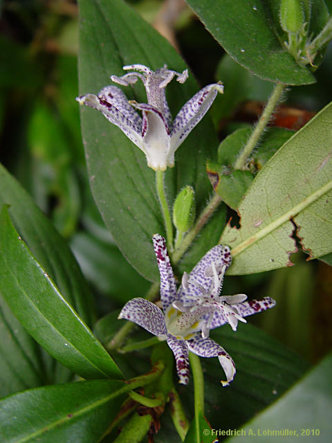 Tricyrtis hirta