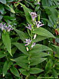 Tricyrtis hirta