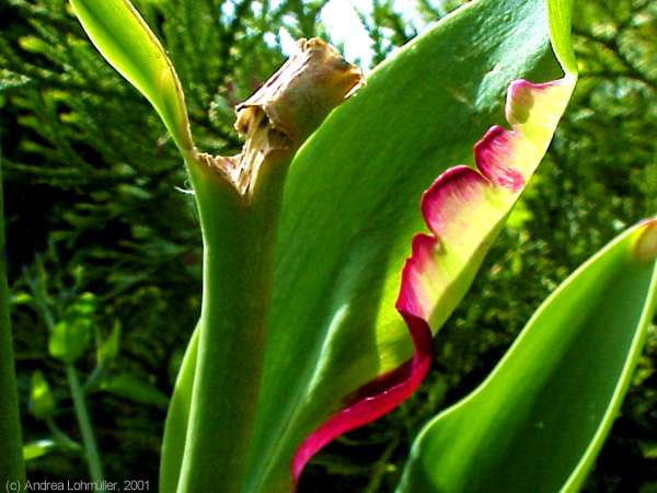 Tulipa - tulips - Tulpen