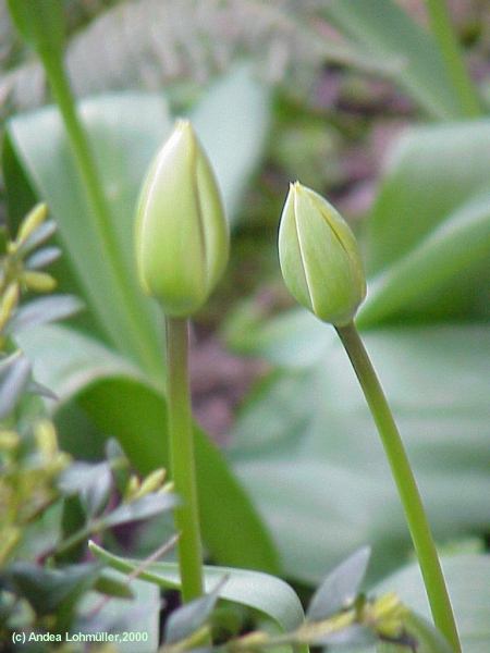 Tulipa - tulips - Tulpen