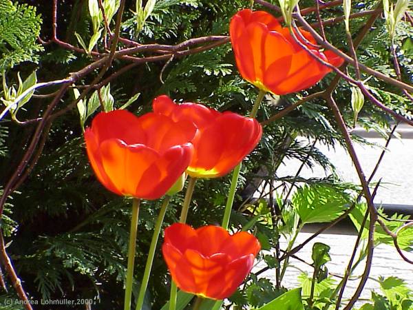 Tulipa - tulips - Tulpen