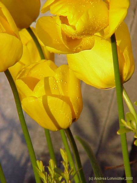 Tulipa - tulips - Tulpen