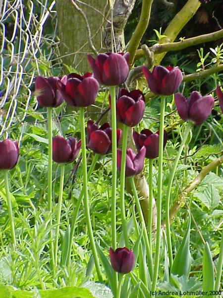 Tulipa - tulips - Tulpen