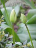 Tulipa 