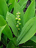 Convallaria majalis