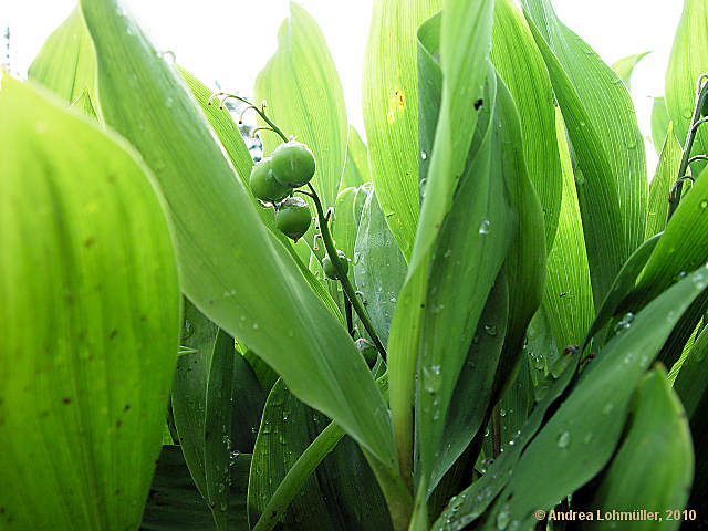 Convallaria majalis