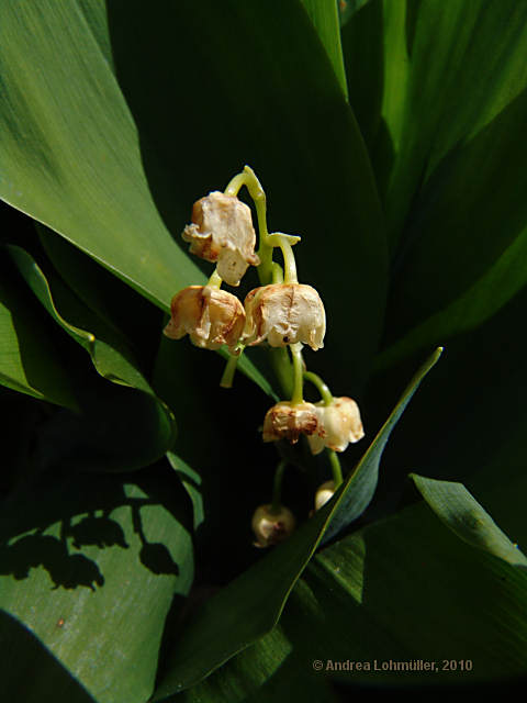 Convallaria majalis