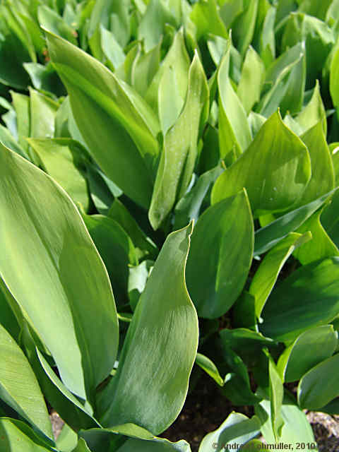 Convallaria majalis