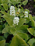 Maianthemum bifolium