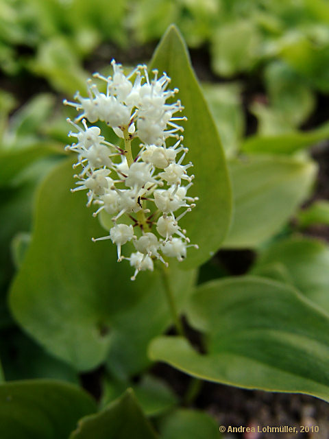 Maianthemum bifolium