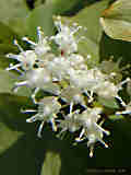 Maianthemum bifolium