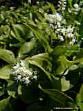 Maianthemum bifolium