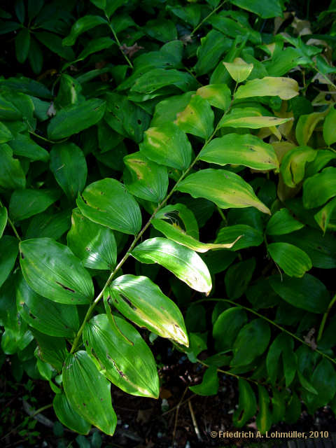 Polygonatum multiflorum