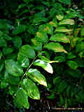 Polygonatum multiflorum