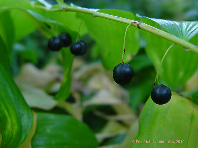 Polygonatum multiflorum